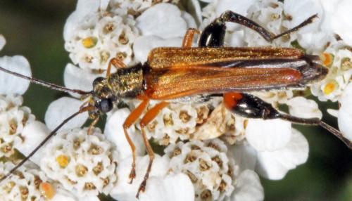 Oedemera podagrariae